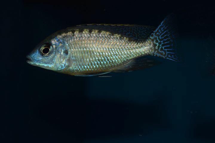 Protomelas fenestratus 'Mumbo Island'